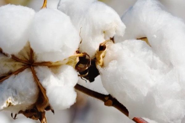 Bt Cotton royalty reduction: Boon or Bane?