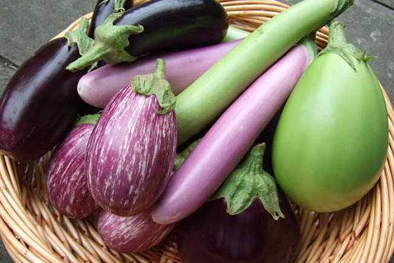 BARI set to release three BT Brinjal varieties this year ...