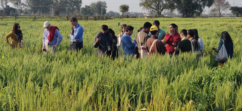 Trainees collaborated with international wheat experts at the SAARC Wheat Rust Surveillance and Monitoring workshop, including a field visit at a IIWBR research farm in Karnal. Photo provided