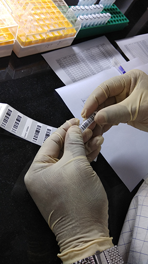 Labelling the tubes with barcodes. Photo by Poornima Gade