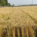 1. Wheat field