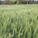 Demonstration of a variety at Varietal Trail Plot at AFU