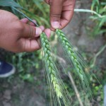 Difference in spikes of wheat at various dates of sowing