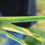 Incidence of Leaf rust (shivashakti cluster)-1