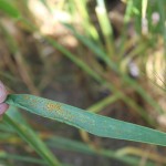 Incidence of Leaf rust (shivashakti cluster)-2