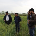 Prof Hanchinal Observing the Varietal Trail of Wheat Under Full Irrigation and Fertilizers Dose