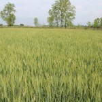Seed production plots of AFU