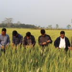 Tagging the good plants of Gautam and Vijaya for the production of breeder seeds-1