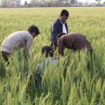 Tagging the good plants of Gautam and Vijaya for the production of breeder seeds-2