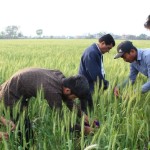 Tagging the good plants of Gautam and Vijaya for the production of breeder seeds-3