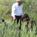 Tagging the good plants of promising varieties in reserch plot-1