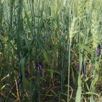 Tagging the good plants of promising varieties in reserch plot-2