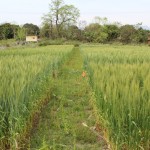 Varietal trail plot at AFU, Rampur