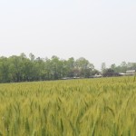 Visit of Seed Production Cluster at Ganesh mandir, Chitwan.