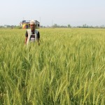 Visit to Seed Produciton Cluster at Kailashnagar, Chitwan-2