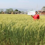 Visit to Seed Production Cluster, Rambagh, Chitwan-1