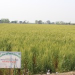 Visit to Seed Production Cluster at Sitapur, Chitwan-1