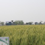 Visit to Seed Production Cluster at Sitapur, Chitwan-2
