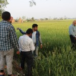 Visit to Seed Production Plots of Different Clusters and Interacting with farmers