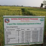 Visit to the wheat trial conducted by NARC (Nepal Agriculture Research Council) at Rampur, Chitwan-3