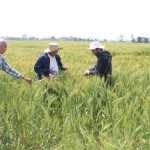 Visit to torikhet cluster