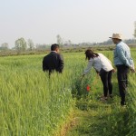 Visit to varietal trail under full Irrigation and Fertilizer dose at AFU conducted by DGGW, AFU-1