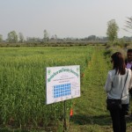 Visit to varietal trail under full Irrigation and Fertilizer dose at AFU conducted by DGGW, AFU-2