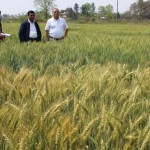 Vist to varietal development trail conducted by professor at AFU