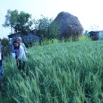 Wheat Field-1