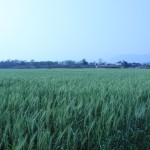 Wheat Field-2