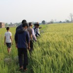 Wheat Field-3