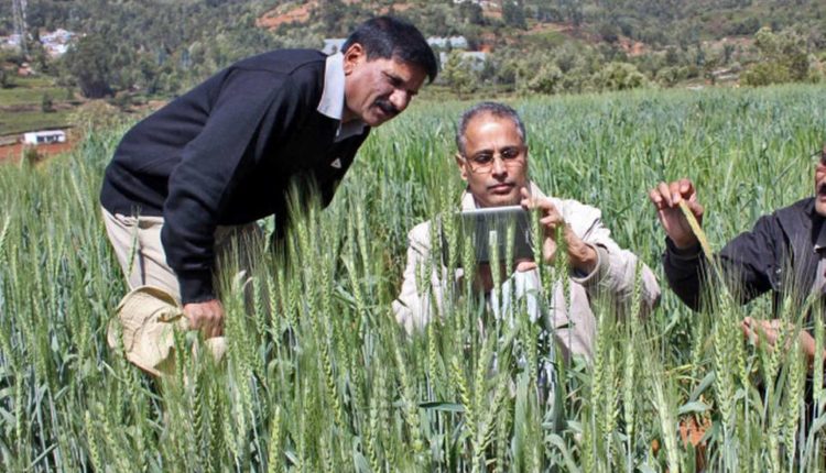 Using information technology to keep track of disease in wheat