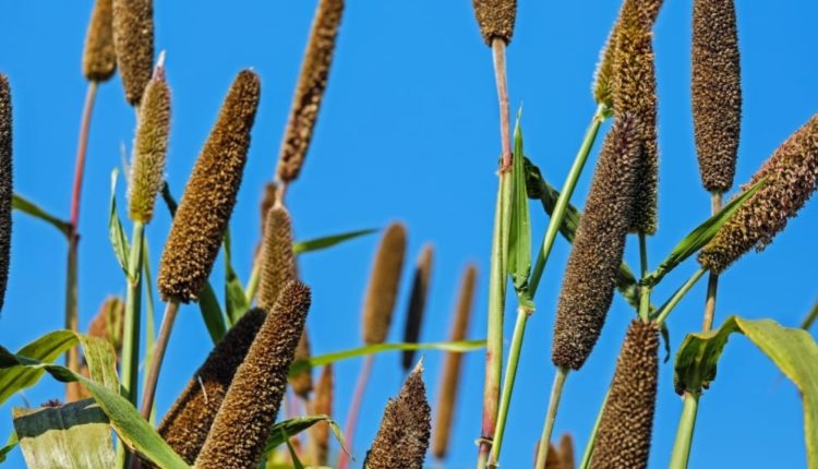 Browntop Millet –trending healthy in India