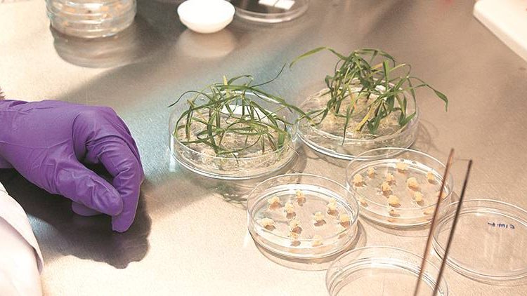 In boost for agriculture, India exempts gene-edited crops from biosafety assessment