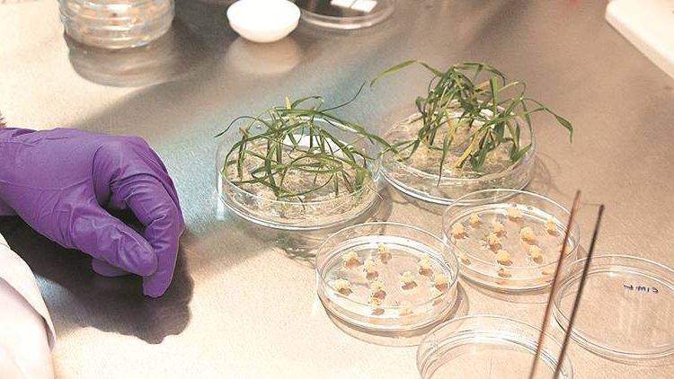 In boost for agriculture, India exempts gene-edited crops from biosafety assessment