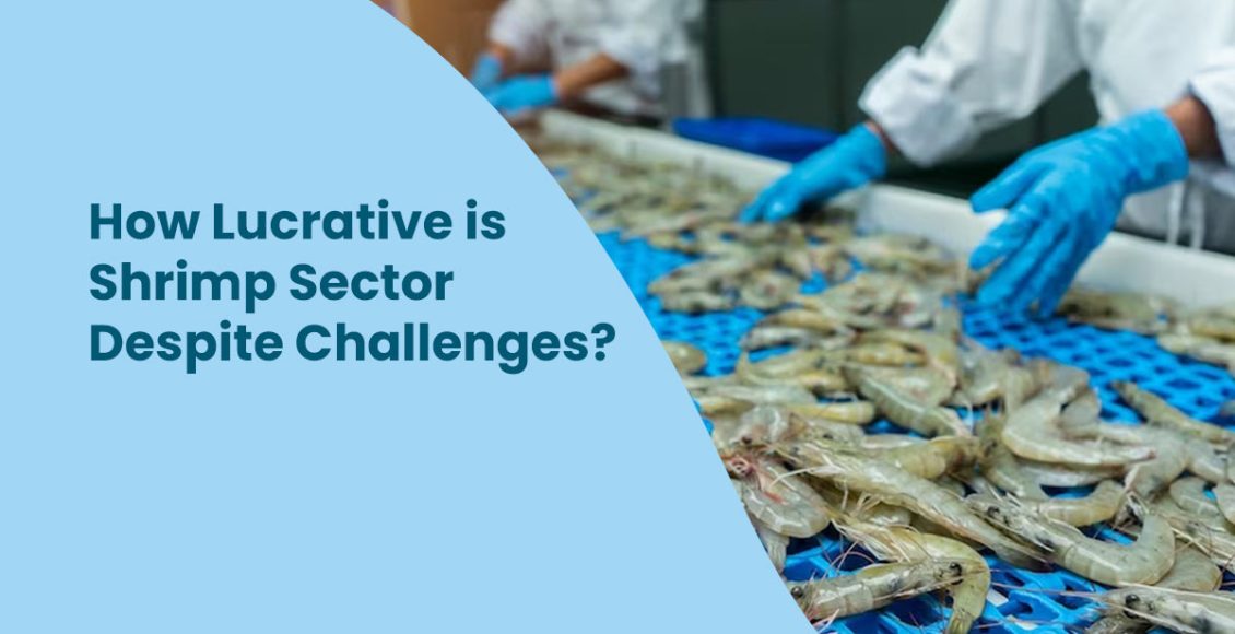 How Lucrative is Shrimp Sector Despite Challenges?