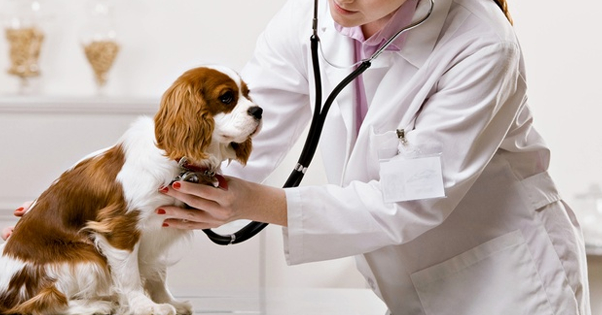 A Market assessment of Animal Healthcare Industry-Landscape of Vaccines and  Diagnostics Sector in India