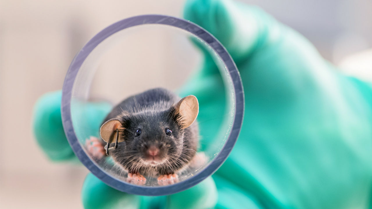 Need assessment & Business Model for a Laboratory Animal Breeding Facility Need assessment & Business Model for a Laboratory Animal Breeding Facility