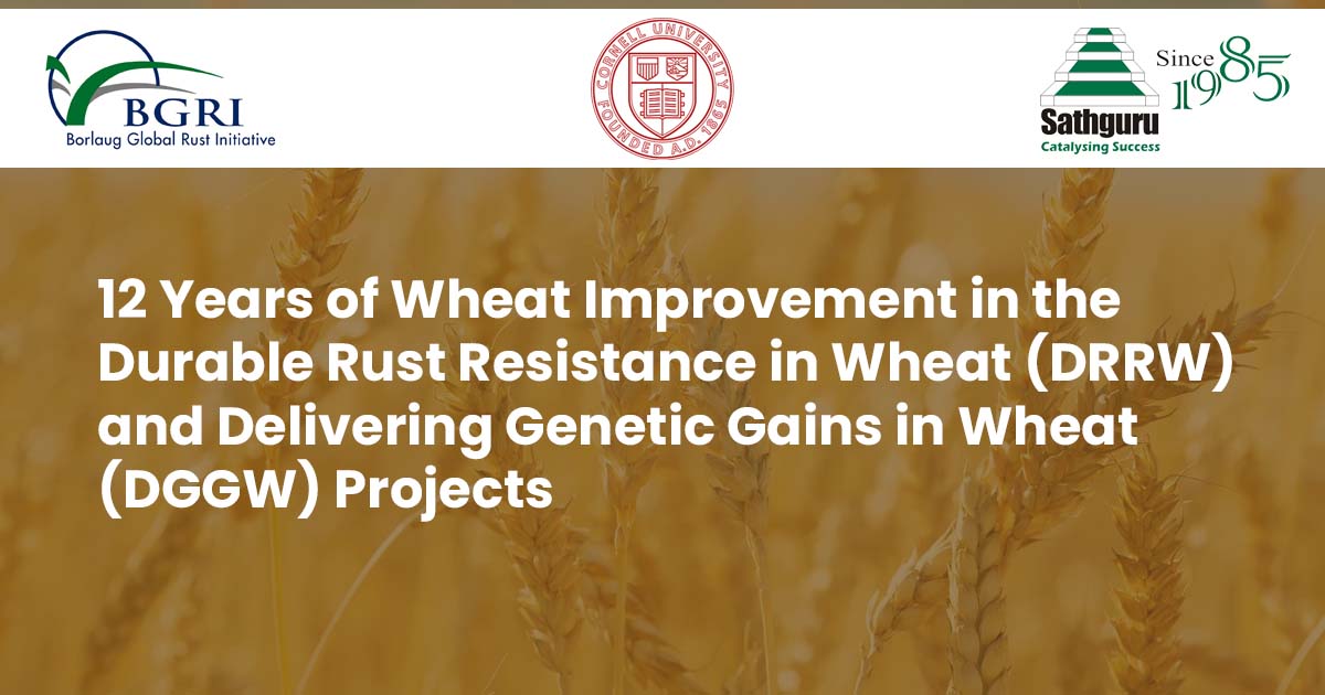 https://www.sathguru.com/wp-content/uploads/2020/12/12-Years-of-Wheat-Improvement-in-the-Durable-Rust-Resistance-in-Wheat-DRRW-and-Delivering-Genetic-Gains-in-Wheat-DGGW-Projects.jpg